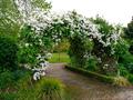 Clematis montana